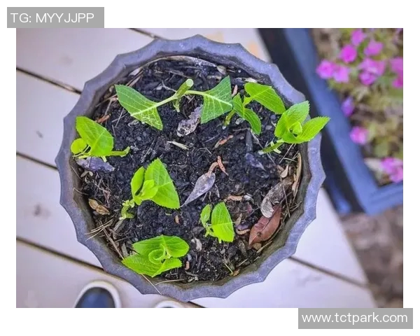 盆栽养护全指南:从选择土壤到日常管理的细节与技巧 盆栽养护全指南:从选择土壤到日常管理的细节与技巧